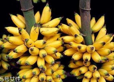 仙人蕉多少錢一斤？