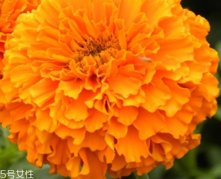 葉黃素多少錢(qián)一瓶？