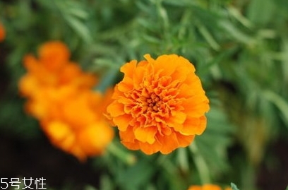 葉黃素和魚肝油哪個(gè)對(duì)眼睛好？