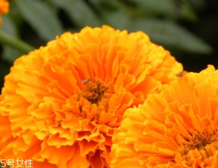 葉黃素和藍(lán)莓素哪個(gè)好？更推薦葉黃素