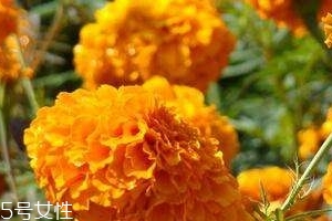 葉黃素可以保護(hù)眼睛嗎？有這個(gè)作用