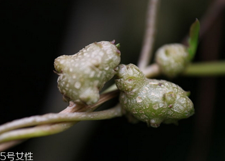 藤三七的果實怎么吃 五大吃法