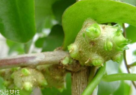 藤三七的果實怎么吃 五大吃法