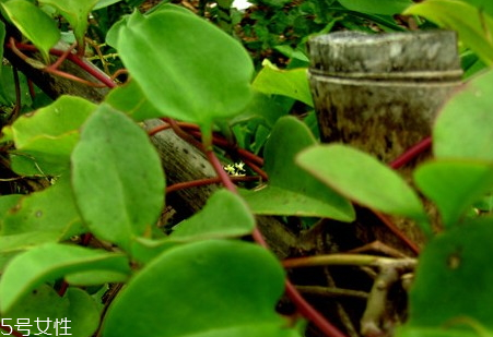 藤三七葉子怎么吃 食譜大全 藤三七葉子怎么吃 食譜大全