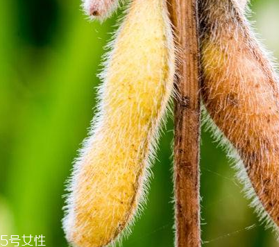 卵磷脂能治脫發(fā)嗎？有這個(gè)效果