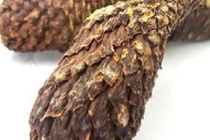 肉蓯蓉能直接吃嗎 多以燉湯為主食用 肉蓯蓉能直接吃嗎 多以燉湯為主食用