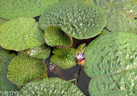 芡實什么時候種 種植方法 芡實什么時候種 種植方法