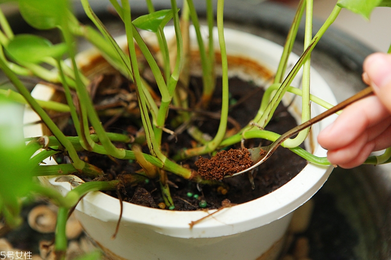泡茶喝過(guò)的茶包有什么用
