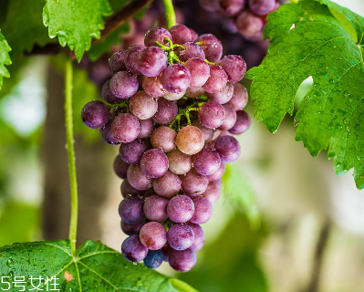 葡萄籽是什么味道？有點澀澀的