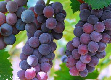 葡萄籽會推遲月經(jīng)嗎？一般不會