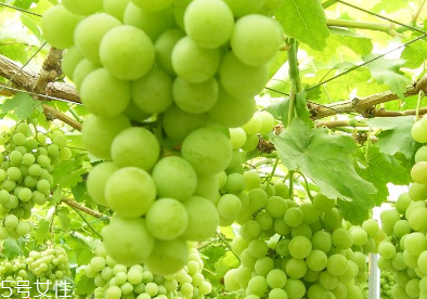 葡萄籽會推遲月經(jīng)嗎？一般不會