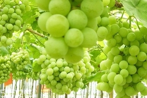 葡萄籽會上火嗎？正常是不會的