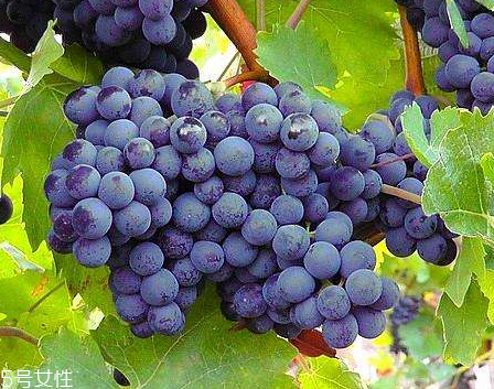葡萄籽會上火嗎？正常是不會的