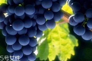 葡萄籽會(huì)發(fā)胖嗎？不會(huì)發(fā)胖