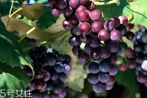 葡萄籽好還是膠原蛋白好？各有千秋