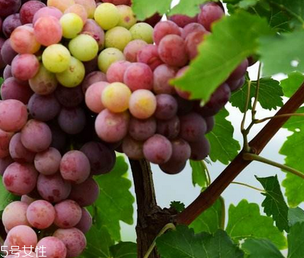 葡萄籽泡水喝有作用嗎？美容保健