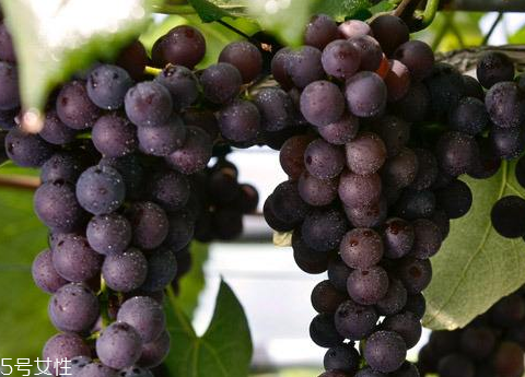葡萄籽適合多大年齡吃？25歲女性必備