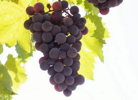 葡萄籽能去黃褐斑嗎？有一定效果