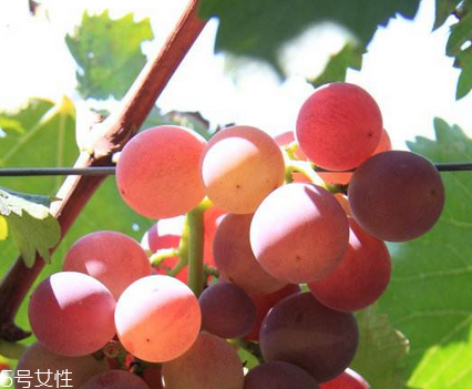 葡萄籽能去黃褐斑嗎？有一定效果