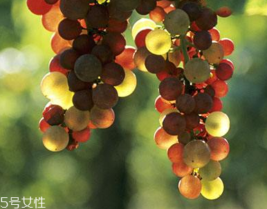 葡萄籽能長期服用嗎？