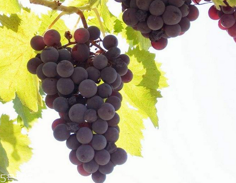 葡萄籽不能和什么一起吃？