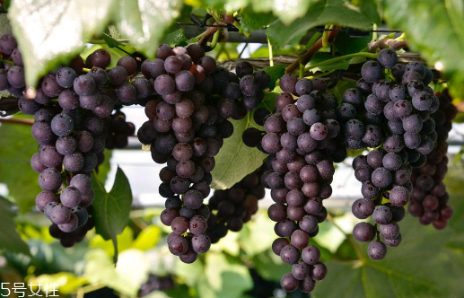 葡萄籽備孕期能吃嗎？備孕者禁服