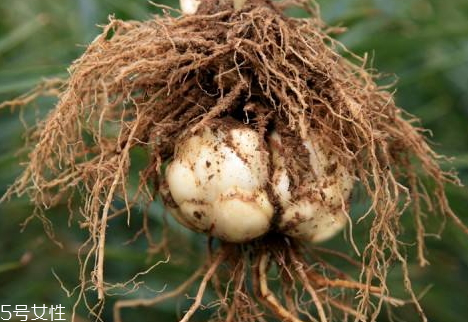 鮮百合為什么會變紅 采后遇風(fēng)即變化 鮮百合為什么會變紅 采后遇風(fēng)即變化