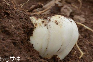 鮮百合為什么會變紅 采后遇風(fēng)即變化 鮮百合為什么會變紅 采后遇風(fēng)即變化