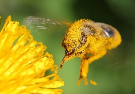 蜂花粉可以泡酒嗎 泡酒方法 蜂花粉可以泡酒嗎 泡酒方法