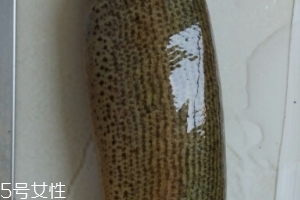 泥鰍是鯰魚嗎？泥鰍跟鯰魚不同