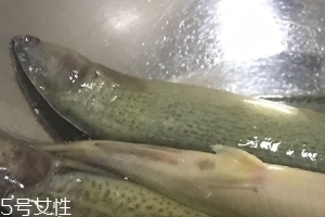 泥鰍會吃小魚嗎？這個是不會的