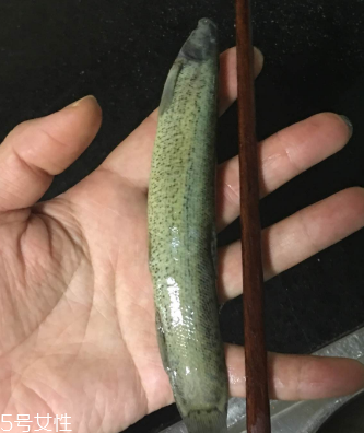 泥鰍會吃小魚嗎？這個是不會的