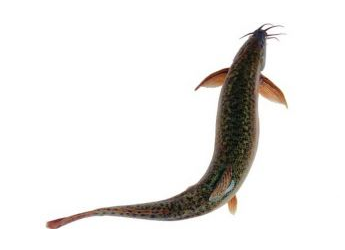 吃泥鰍要去內(nèi)臟嗎？建議去內(nèi)臟