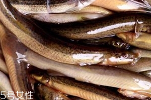 吃泥鰍的禁忌 愛(ài)吃泥鰍的要牢記