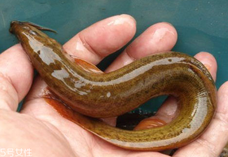 吃泥鰍的禁忌 愛(ài)吃泥鰍的要牢記