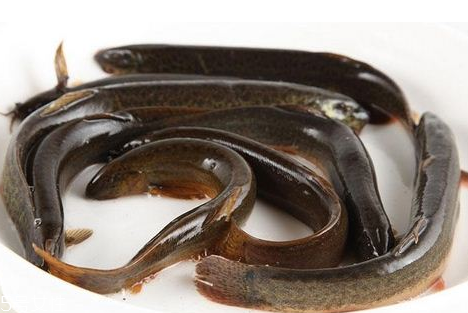 吃泥鰍會過敏嗎？一般不會