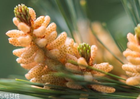 松花粉保質(zhì)期多久 過期的不能食用 松花粉保質(zhì)期多久 過期的不能食用