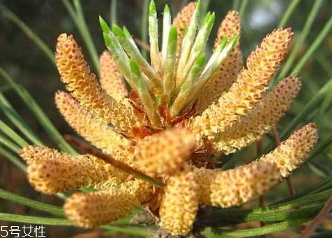 松花粉保質(zhì)期多久 過期的不能食用 松花粉保質(zhì)期多久 過期的不能食用