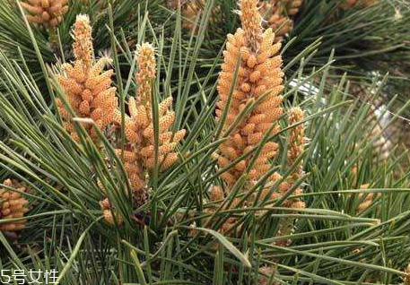 吃松花粉上火嗎 吃多了會(huì)上火 吃松花粉上火嗎 吃多了會(huì)上火