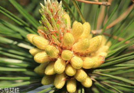 吃松花粉上火嗎 吃多了會(huì)上火 吃松花粉上火嗎 吃多了會(huì)上火