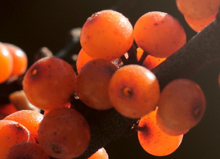 沙棘什么時候成熟 沙棘成熟時間 沙棘什么時候成熟 沙棘成熟時間