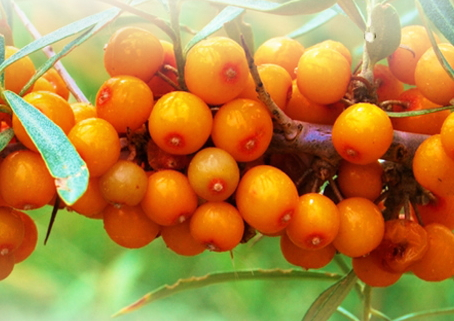 沙棘什么時候成熟 沙棘成熟時間 沙棘什么時候成熟 沙棘成熟時間