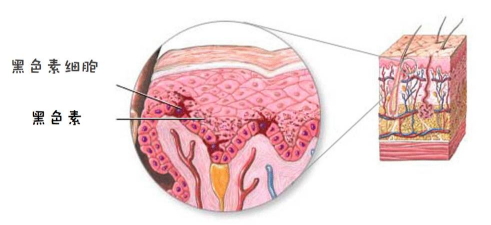 郁美凈鮮奶霜會(huì)變黑嗎？小編帶你來辟謠