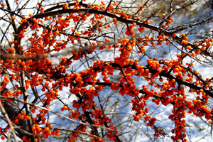 沙棘什么時候成熟 沙棘成熟時間 沙棘什么時候成熟 沙棘成熟時間