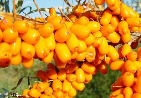 沙棘和枸杞能一起吃嗎 沙棘和枸杞的吃法 沙棘和枸杞能一起吃嗎 沙棘和枸杞的吃法