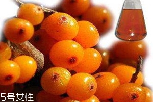 沙棘和枸杞能一起吃嗎 沙棘和枸杞的吃法 沙棘和枸杞能一起吃嗎 沙棘和枸杞的吃法