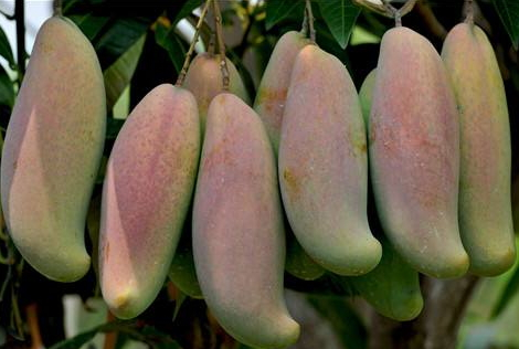 象牙芒果怎么吃 象牙芒果去皮方法 象牙芒果怎么吃 象牙芒果去皮方法