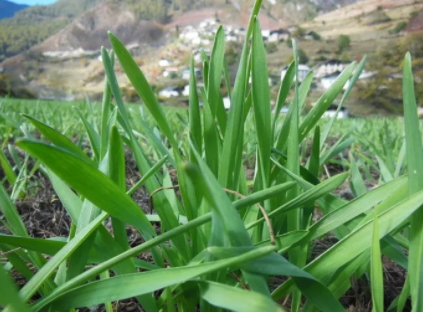 青稞是薏仁嗎？青稞和薏仁大有不同