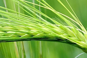 青稞是涼性嗎？青稞是熱性嗎？