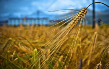 青稞是涼性嗎？青稞是熱性嗎？